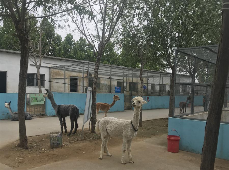 天鵝湖風(fēng)景區(qū)（泰山）速覽！(圖4)