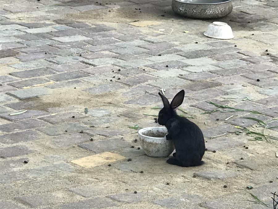 天鵝湖風(fēng)景區(qū)（泰山）速覽！(圖7)