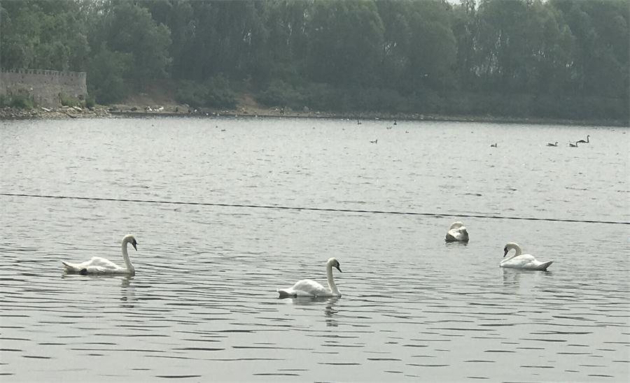 天鵝湖風(fēng)景區(qū)（泰山）速覽！(圖18)