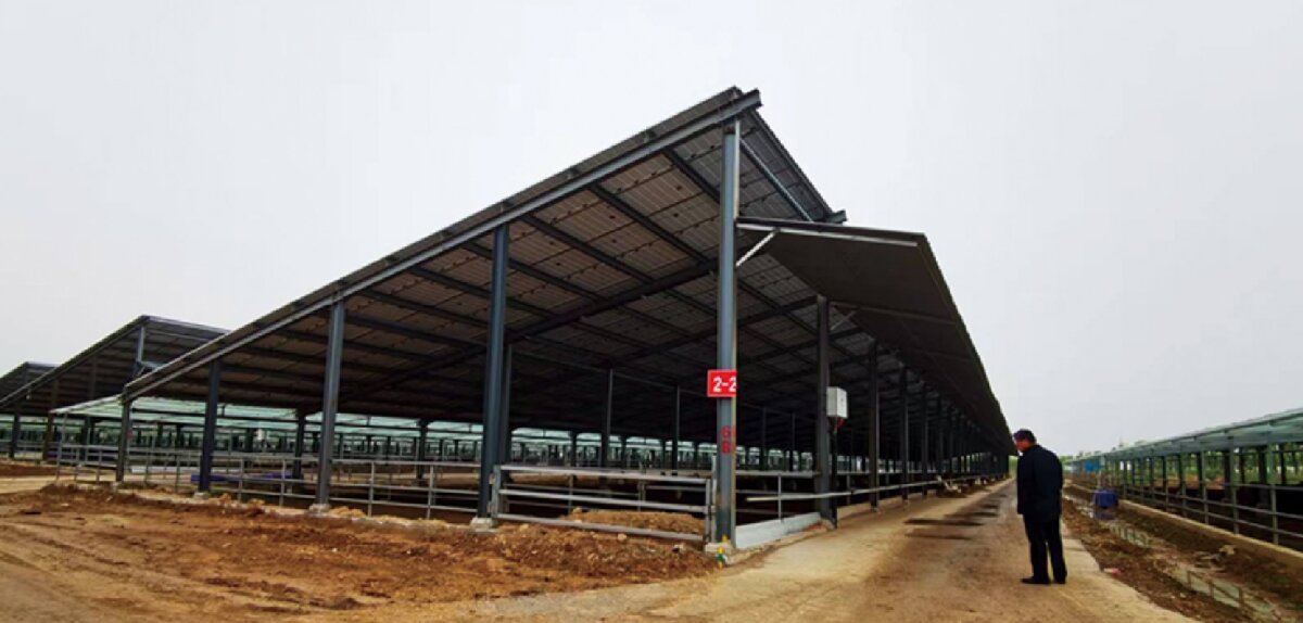 信橋鋼構(gòu)：打卡蒙陰農(nóng)業(yè)溫室大棚、青州黑牛養(yǎng)殖基地！(圖5)